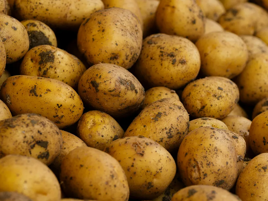 Pomme de terre